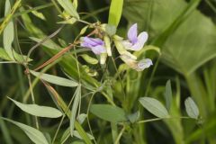 Marsh Pea, Lathyrus palustris