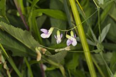 Marsh Pea, Lathyrus palustris