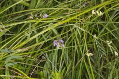 Marsh Pea, Lathyrus palustris