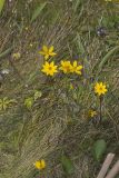 Marsh Tickseed, Bidens trichosperma