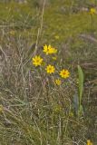 Marsh Tickseed, Bidens trichosperma