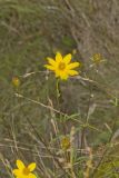 Marsh Tickseed, Bidens trichosperma