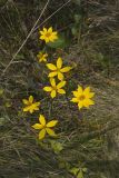 Marsh Tickseed, Bidens trichosperma