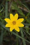 Marsh Tickseed, Bidens trichosperma