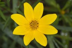 Marsh Tickseed