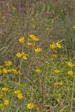 Marsh Tickseed, Bidens trichosperma