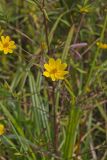 Marsh Tickseed, Bidens trichosperma