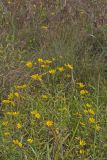 Marsh Tickseed, Bidens trichosperma