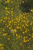 Marsh Tickseed, Bidens trichosperma