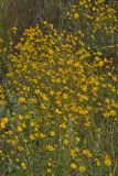 Marsh Tickseed, Bidens trichosperma