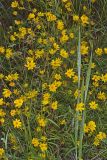 Marsh Tickseed, Bidens trichosperma