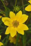 Marsh Tickseed, Bidens trichosperma