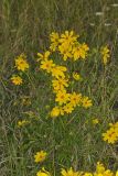 Marsh Tickseed, Bidens trichosperma