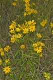 Marsh Tickseed, Bidens trichosperma