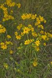 Marsh Tickseed, Bidens trichosperma
