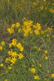 Marsh Tickseed, Bidens trichosperma