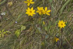 Marsh Tickseed, Bidens trichosperma