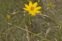 Marsh Tickseed, Bidens trichosperma