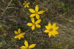 Marsh Tickseed, Bidens trichosperma