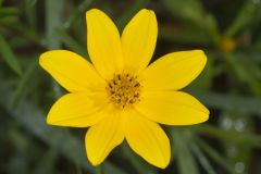Marsh Tickseed, Bidens trichosperma