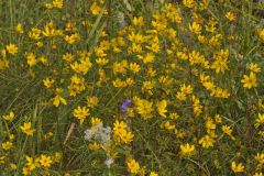 Marsh Tickseed, Bidens trichosperma