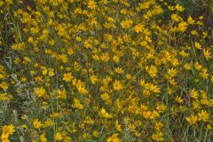 Marsh Tickseed, Bidens trichosperma