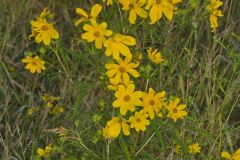 Marsh Tickseed, Bidens trichosperma