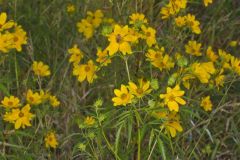 Marsh Tickseed, Bidens trichosperma