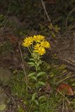 Maryland Goldenaster, Chrysopsis mariana