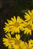 Maryland Goldenaster, Chrysopsis mariana