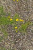 Maryland Goldenaster, Chrysopsis mariana