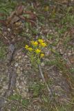 Maryland Goldenaster, Chrysopsis mariana
