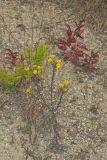 Maryland Goldenaster, Chrysopsis mariana