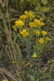 Maryland Goldenaster, Chrysopsis mariana