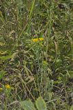 Maryland Goldenaster, Chrysopsis mariana