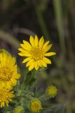 Maryland Goldenaster, Chrysopsis mariana