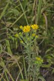 Maryland Goldenaster, Chrysopsis mariana