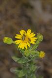 Maryland Goldenaster, Chrysopsis mariana