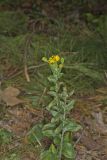 Maryland Goldenaster, Chrysopsis mariana