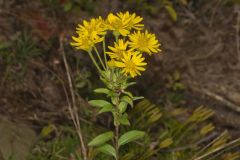 Maryland Goldenaster, Chrysopsis mariana