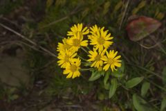 Maryland Goldenaster, Chrysopsis mariana