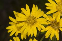 Maryland Goldenaster, Chrysopsis mariana