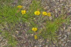 Maryland Goldenaster, Chrysopsis mariana