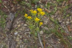Maryland Goldenaster, Chrysopsis mariana
