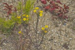 Maryland Goldenaster, Chrysopsis mariana