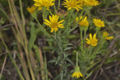 Maryland Goldenaster, Chrysopsis mariana