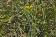 Maryland Goldenaster, Chrysopsis mariana