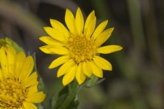 Maryland Goldenaster, Chrysopsis mariana