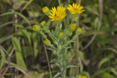 Maryland Goldenaster, Chrysopsis mariana