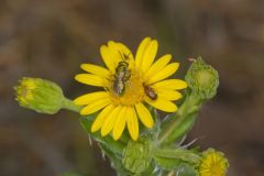 Maryland Goldenaster, Chrysopsis mariana